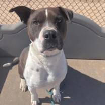 adopt-pet
