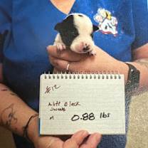 Thumbnail photo of Emmett (12) #2