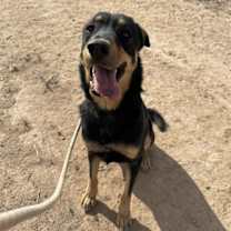 adopt-pet