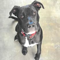 Thumbnail photo of Opie A2193183 #2