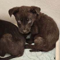 Thumbnail photo of Jax #4