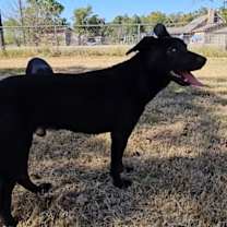 Thumbnail photo of Jax #3