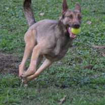 Thumbnail photo of Mali #2