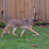 Thumbnail photo of Mali #3