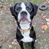 Thumbnail photo of Herman #1