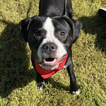 Thumbnail photo of Herman #2