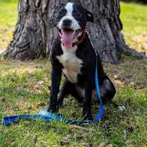 Thumbnail photo of Herman #3