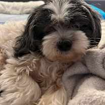 Thumbnail photo of Baylen #2