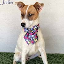 Thumbnail photo of Jolie #1