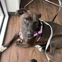 Thumbnail photo of Gigi #1