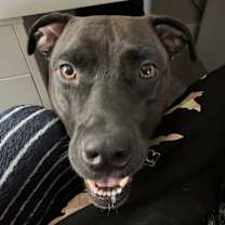 Thumbnail photo of Gigi #2