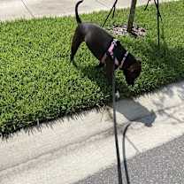 Thumbnail photo of Gigi #3