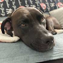 Thumbnail photo of Gigi #4