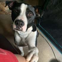 Thumbnail photo of Moo Moo #3