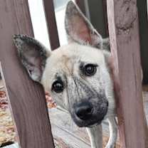 Thumbnail photo of Holly #2