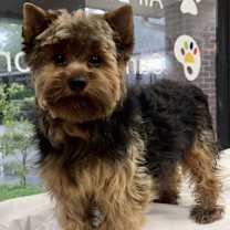 Thumbnail photo of Reno #2