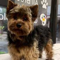 Thumbnail photo of Reno #4