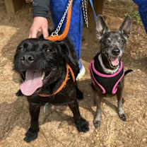 Thumbnail photo of Clay #4