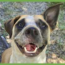 Thumbnail photo of Goose #1