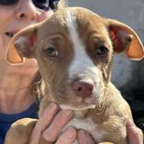 Thumbnail photo of Rolo #2