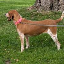 Thumbnail photo of Rhubarb - ADOPTION PENDING #2