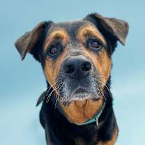 adopt-pet
