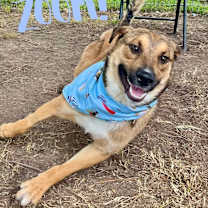 Thumbnail photo of Tony Romo #3