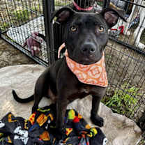 Thumbnail photo of ROSCO #2