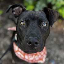 Thumbnail photo of ROCSO #1