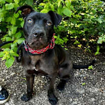 Thumbnail photo of ROCSO #3