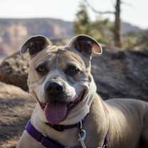 Thumbnail photo of Barat #1