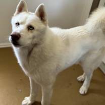 Thumbnail photo of Beau #2