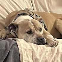 Thumbnail photo of Barat #3