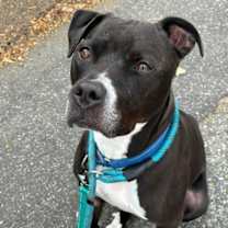 Thumbnail photo of Flash - Seeking URGENT Foster! #1