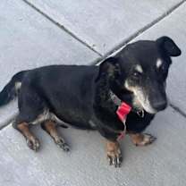 Thumbnail photo of Peanut OS PDR #1