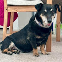 Thumbnail photo of Peanut OS PDR #4