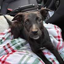 Thumbnail photo of Arly (Arlington) JuM #2