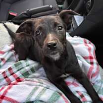 Thumbnail photo of Arly (Arlington) JuM #4