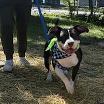 Thumbnail photo of Annie #1