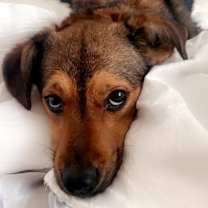 Thumbnail photo of Willow #1