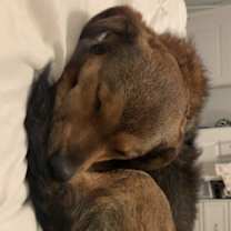 Thumbnail photo of Willow #4