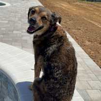 Thumbnail photo of Willow #2