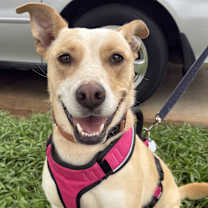 Thumbnail photo of Nala Kai #1