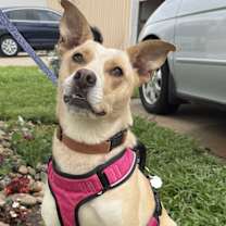 Thumbnail photo of Nala Kai #2