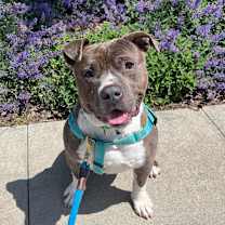 Thumbnail photo of Blossom #2