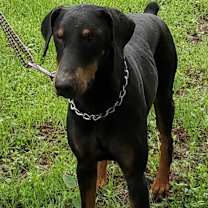 Thumbnail photo of Rexly JuM #4