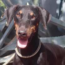 Thumbnail photo of Rexly JuM #2