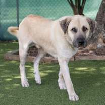 Thumbnail photo of Bato (Cocoa) #2