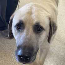 Thumbnail photo of Bato (Cocoa) #3