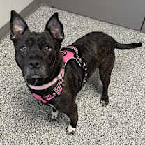 Thumbnail photo of Glimda #1